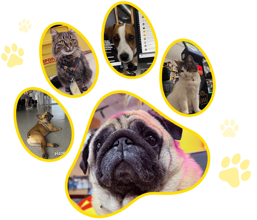 Pets of Aurora employees in the company’s offices and stores